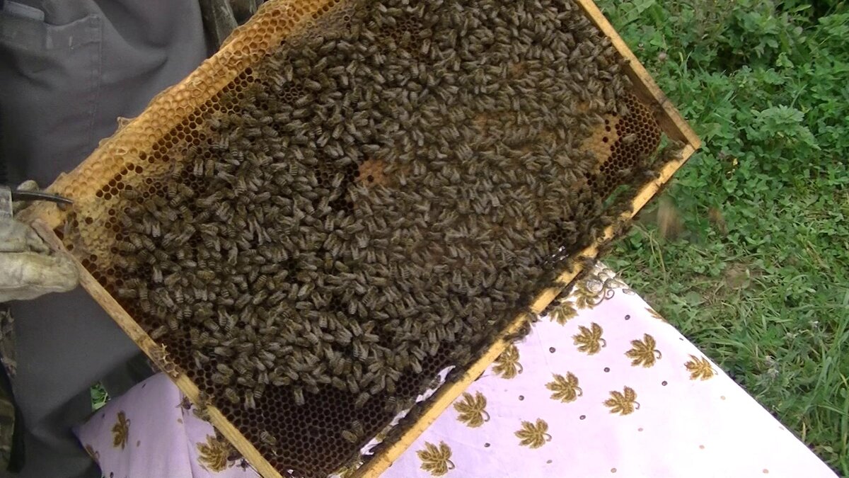 Клещ Варроа Деструктор больше любит заходить в старые ячейки