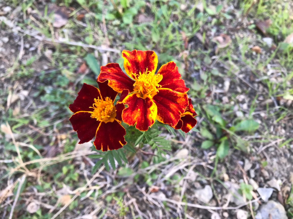 Дамы, это вам мой подарок!