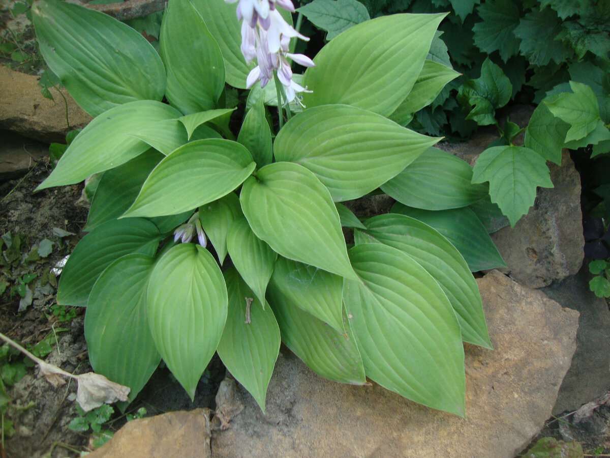 Весной рассаженные хоты