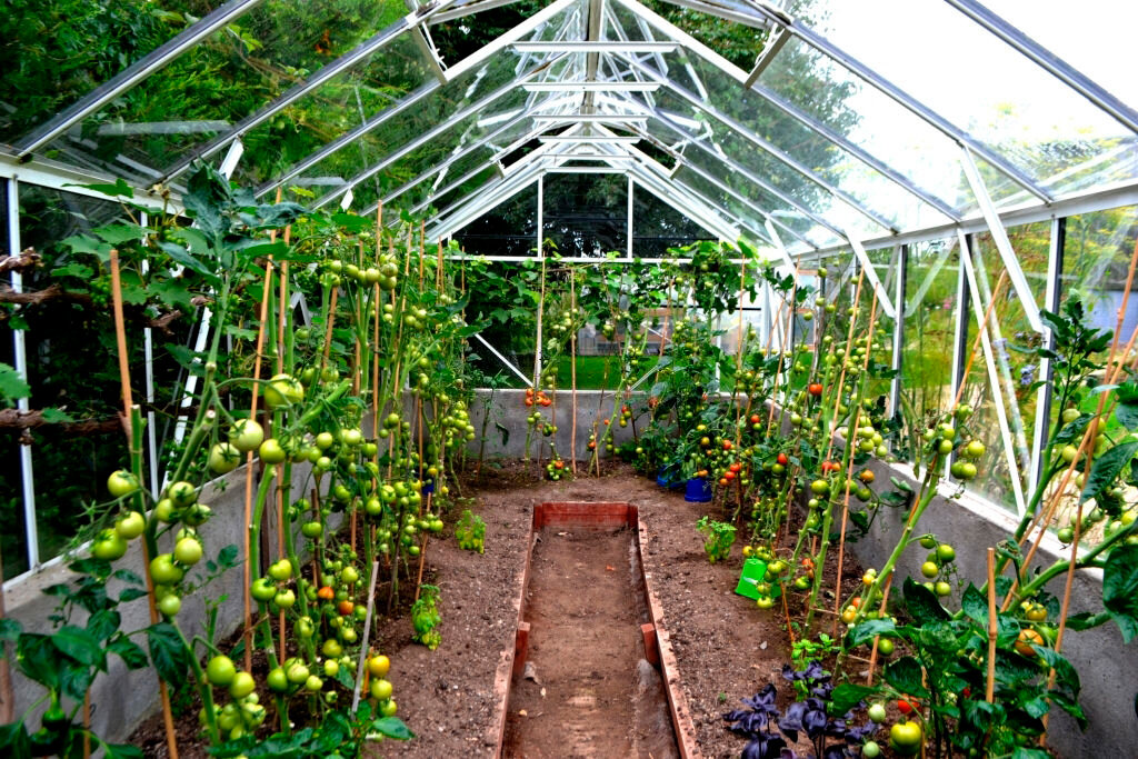 Оборудование для теплиц: форточка в крыше; система подвязывания; грядки.