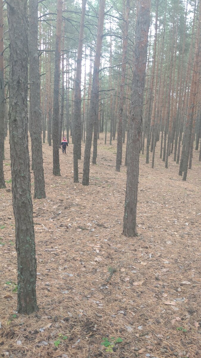 Это далеко не тайга, но лес