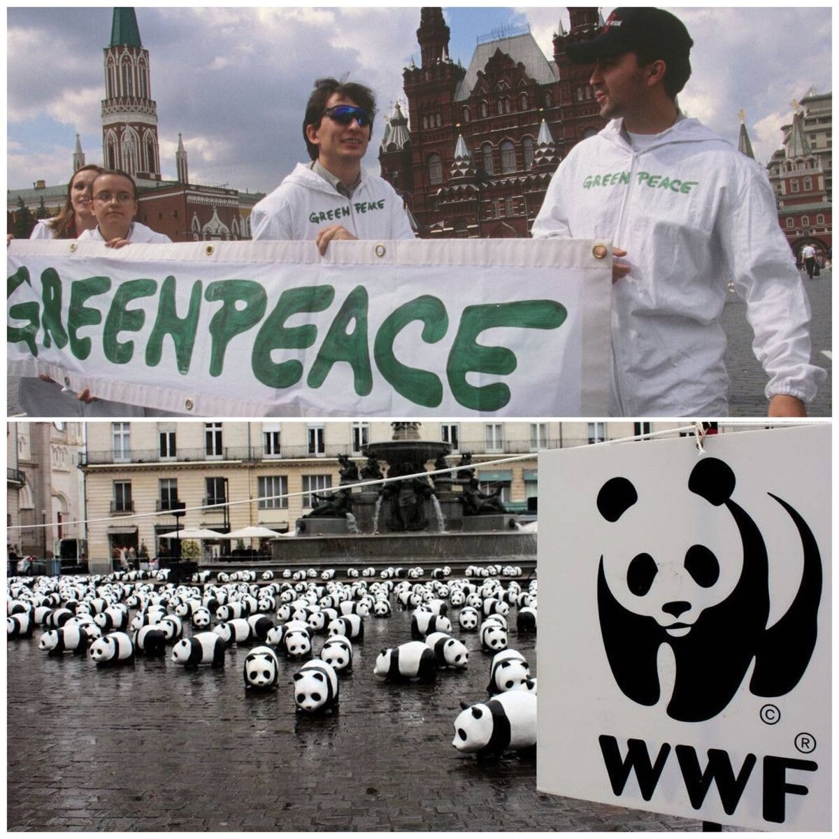 wwf россии картинки