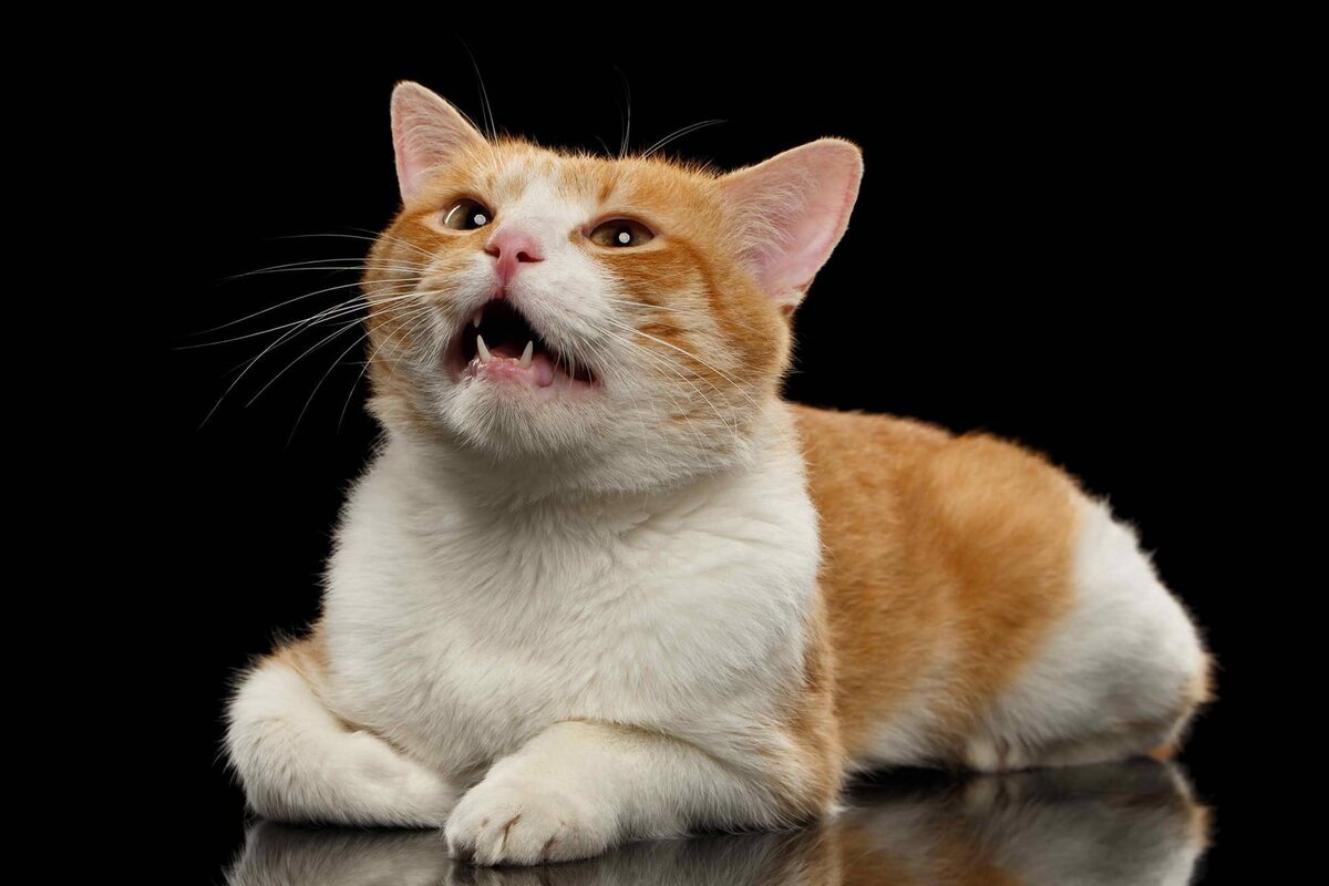 Фото из Интернета.