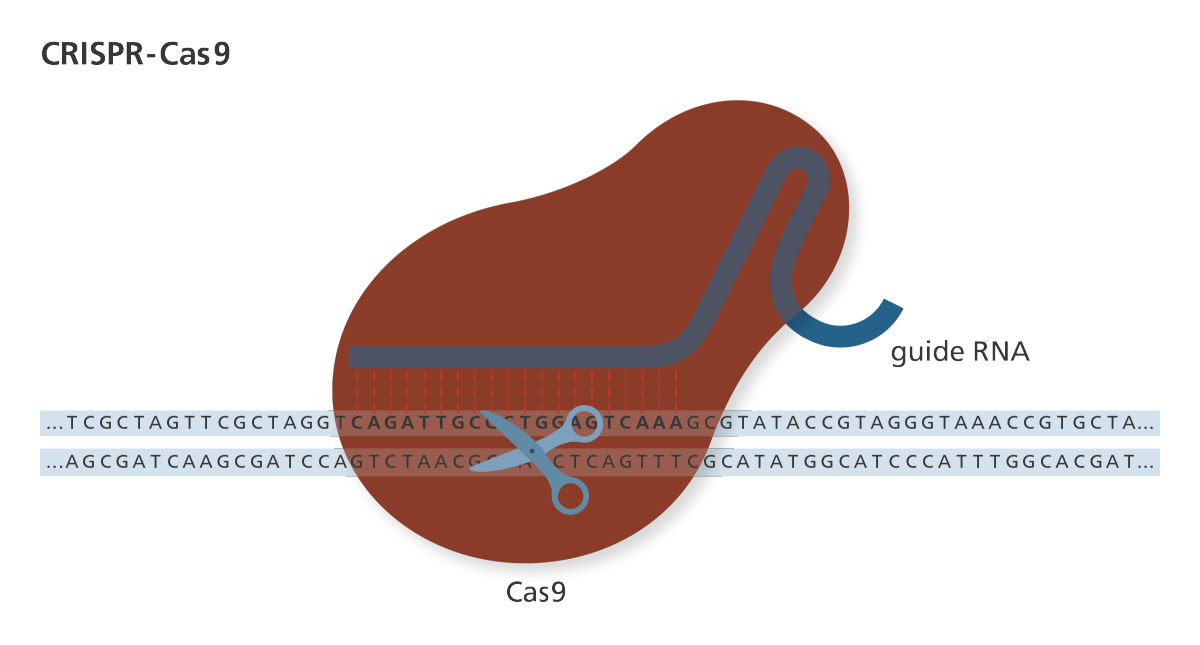 Рисунок. Компоненты CRISPR/Cas9 (Источник:  Genome Research Limited)