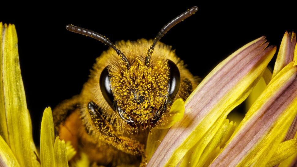 Крупный план медоносной пчелы (Apis mellifera), покрытой пыльцой.