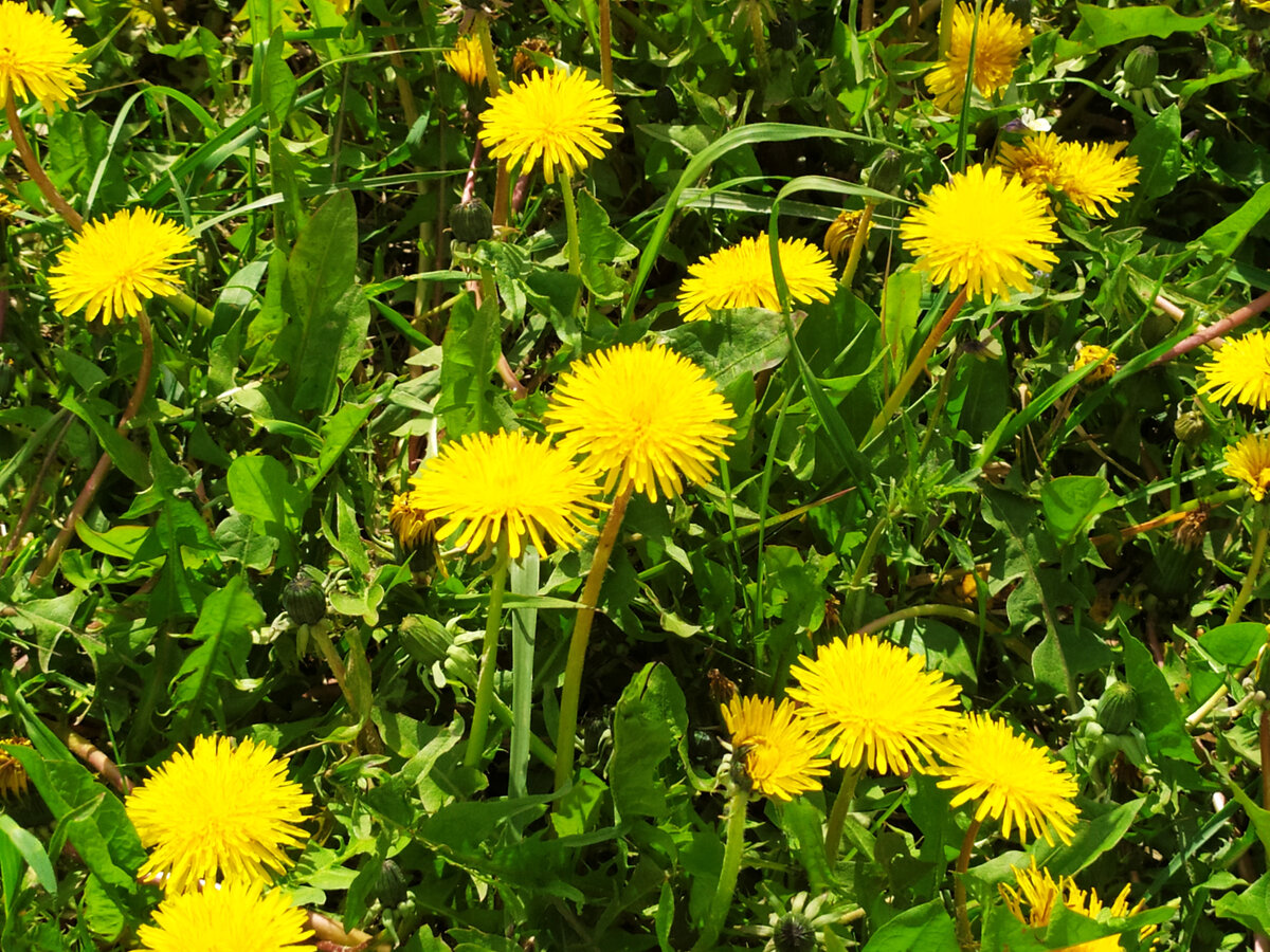 Одуванчики