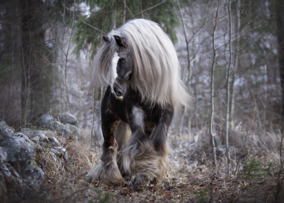 Тинкер Джон Сильвер, брат Титана. Фото с сайта конного театра Ларисы Луста