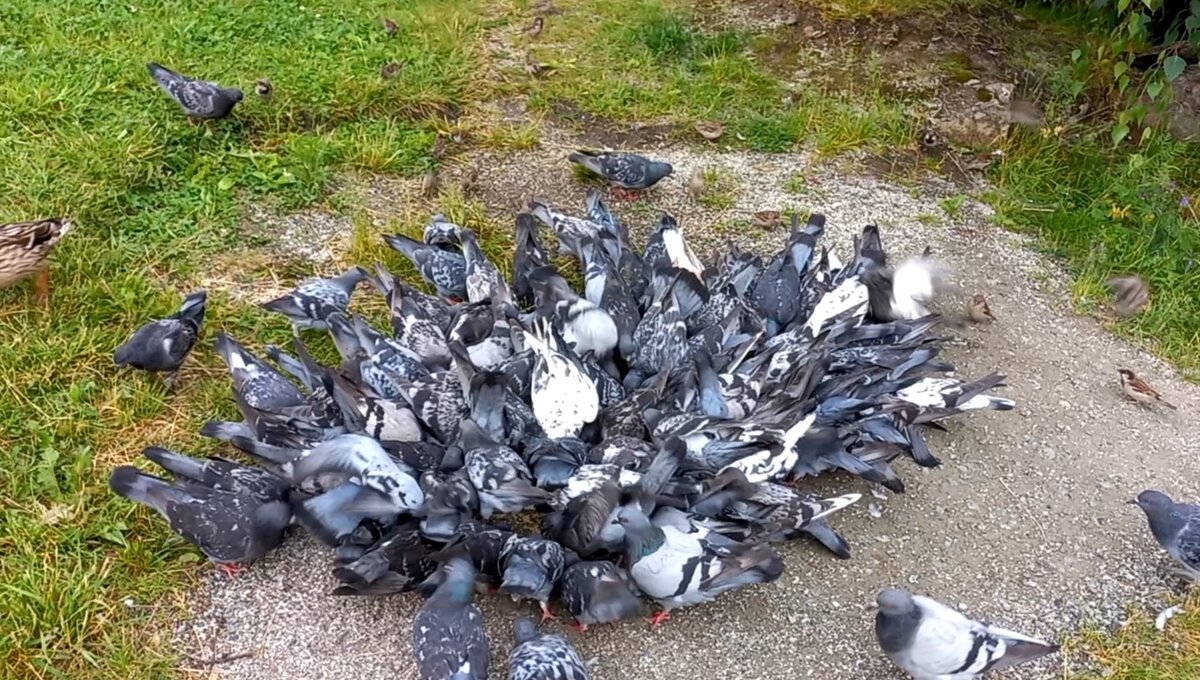 вот такая мешанина из птиц - там и голуби, и воробьи и утки. так увлечены поеданием корма, что ничего вокруг не видят