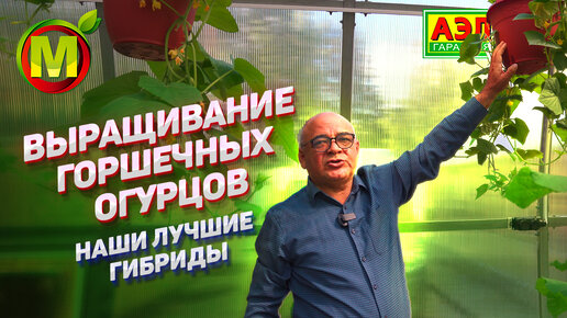 Горшечная культура огурца. Обзор наших лучших СОРТОВ И ГИБРИДОВ ...