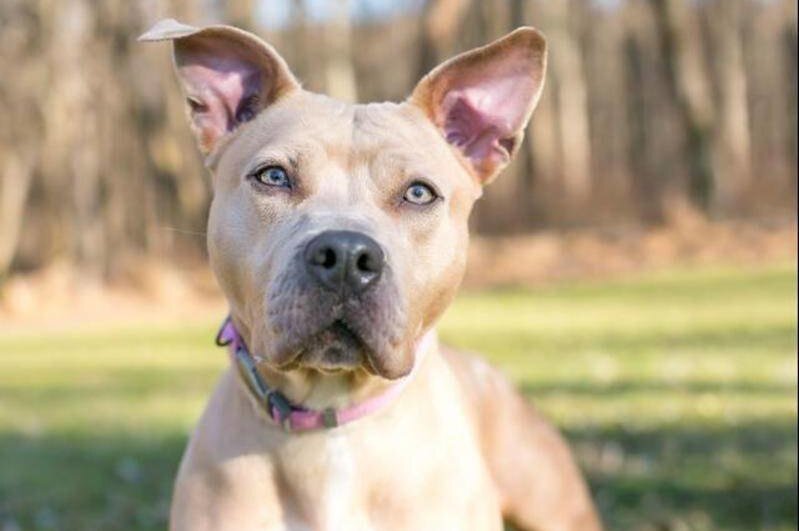     Роды у собаки: сколько длятся и как понять, что они закончились