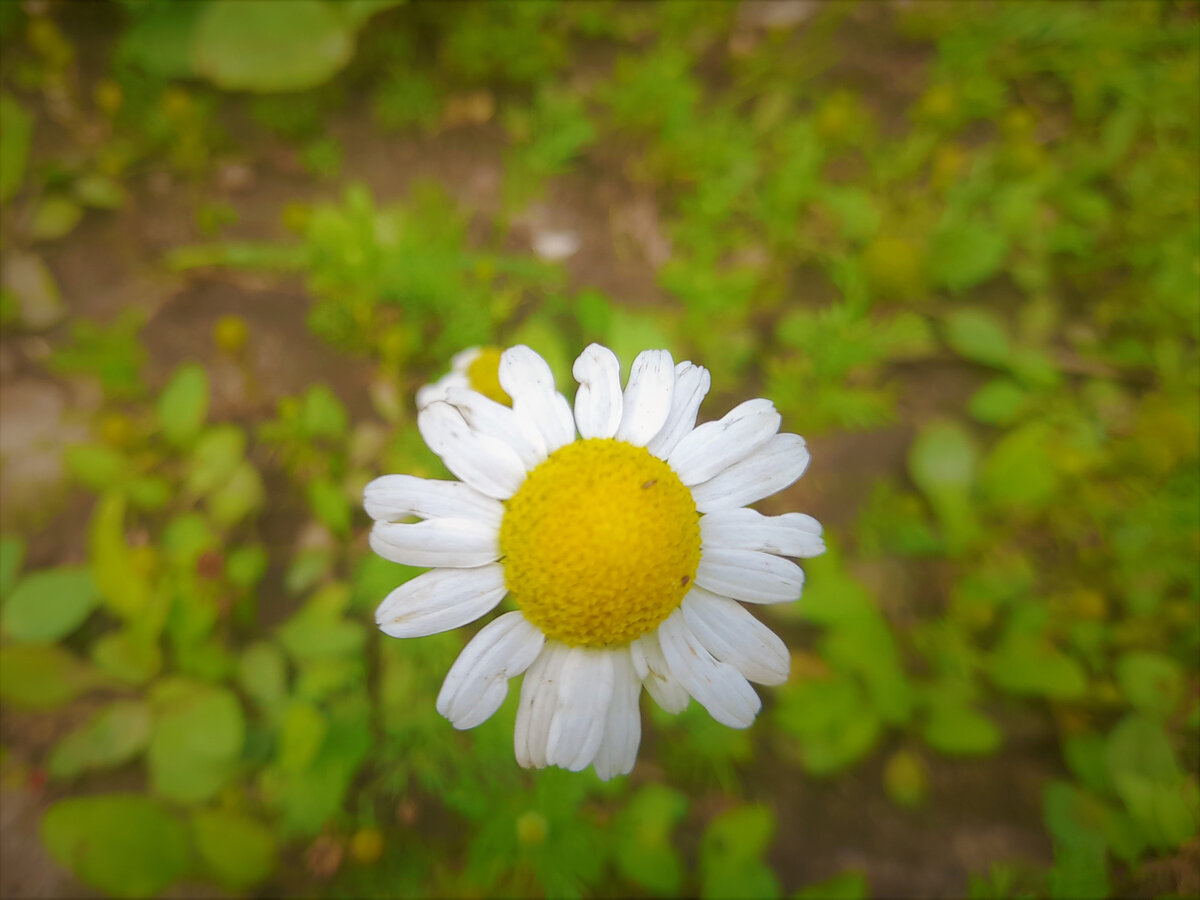 Милая ромашка 🌼 в Санкт-Петербурге)