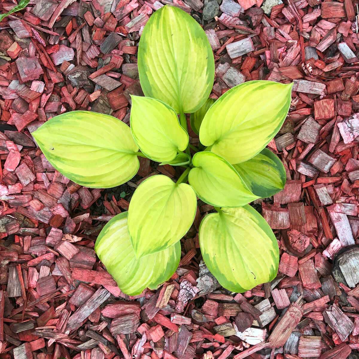 Растению второй год. Оно прелестно, но выразительности зрелой хосты еще нет. У сорта, кстати, прямо по моему тексту название : 'Стейнд Гласс' ("витражное стекло"). Здесь и далее фотографии мои.