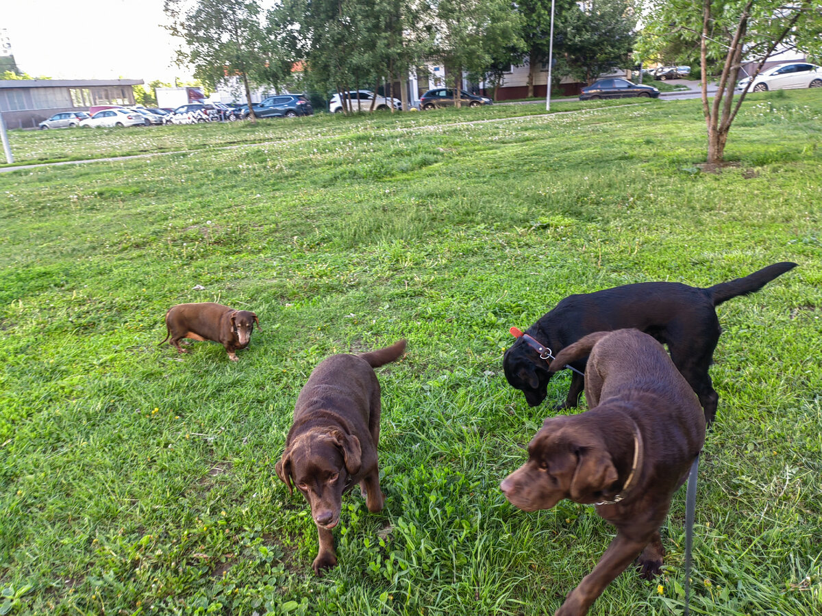 Чёрная - Эшка, рядом с ней Габи, поменьше - Маруся, такс - Рич