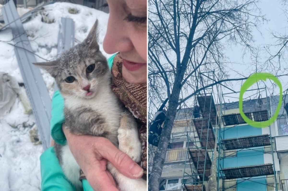    В Тверской области двое мужчин спасли застрявшую на дереве кошку