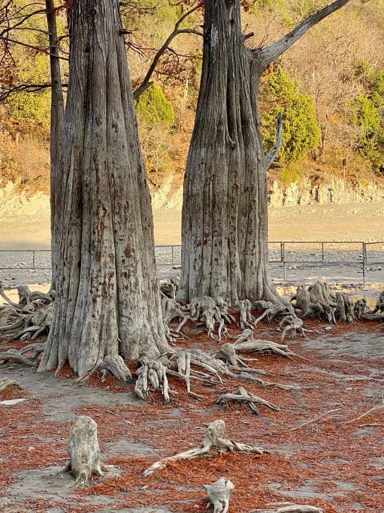 Болотный кипарис.