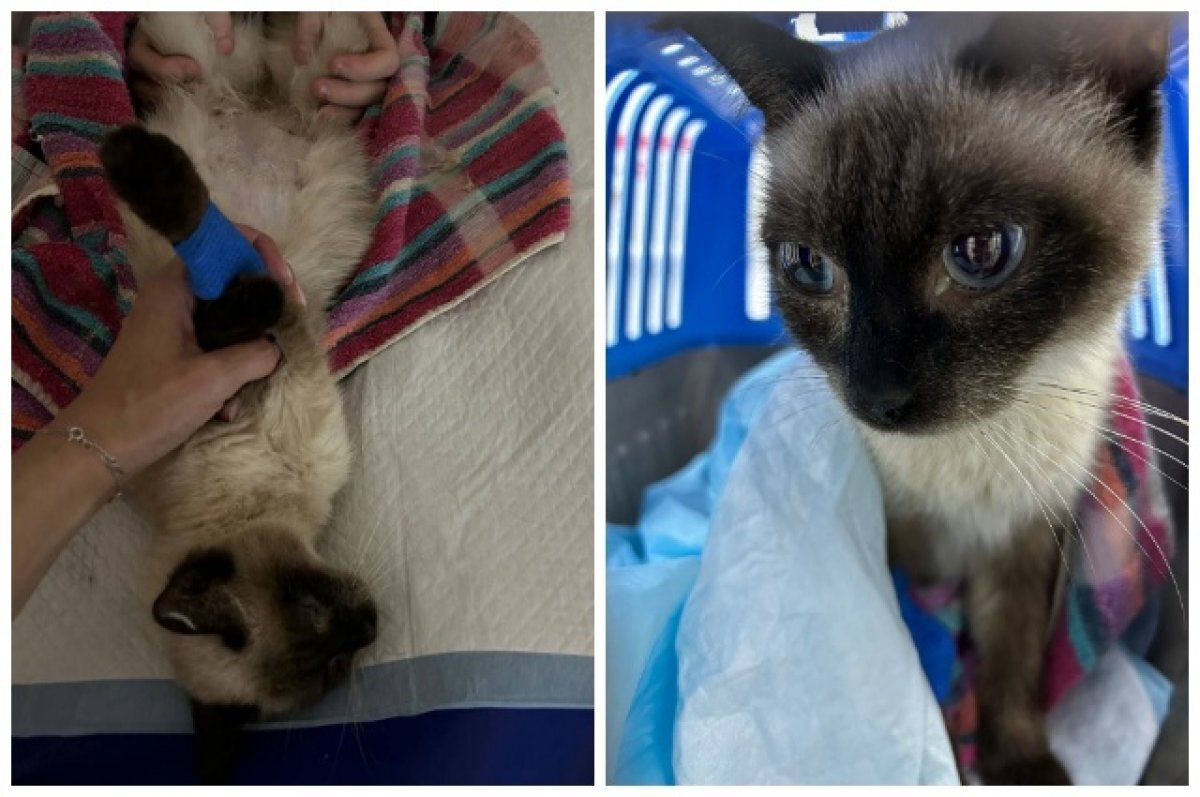    В Новосибирске живодёры пытались убить беременную кошку в подвале дома