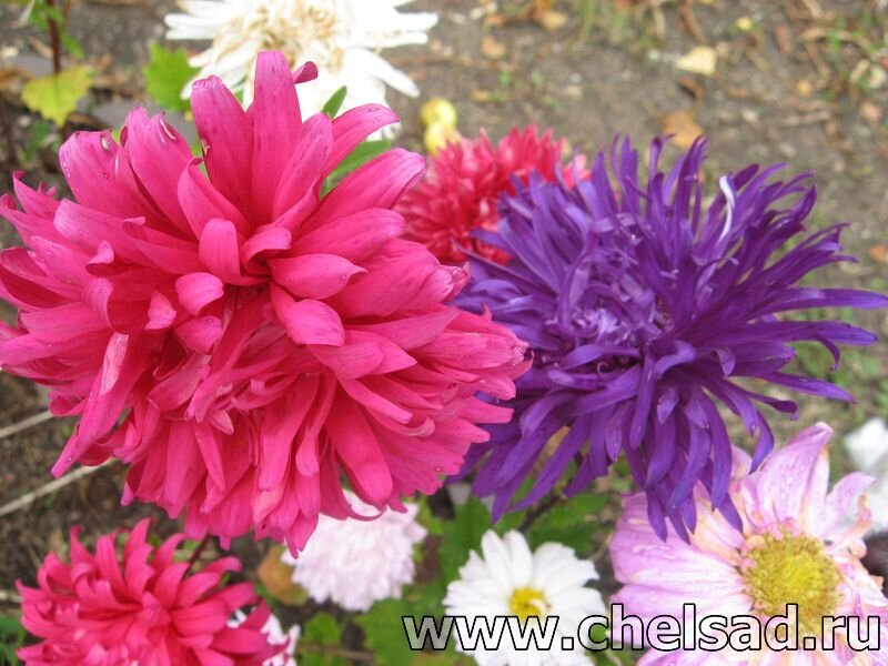 Астры - мое фото