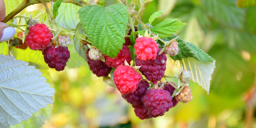 3 обязательных мероприятия, которые нужно провести с малиной в сентябре, чтобы в следующем году она порадовала шикарным урожаем