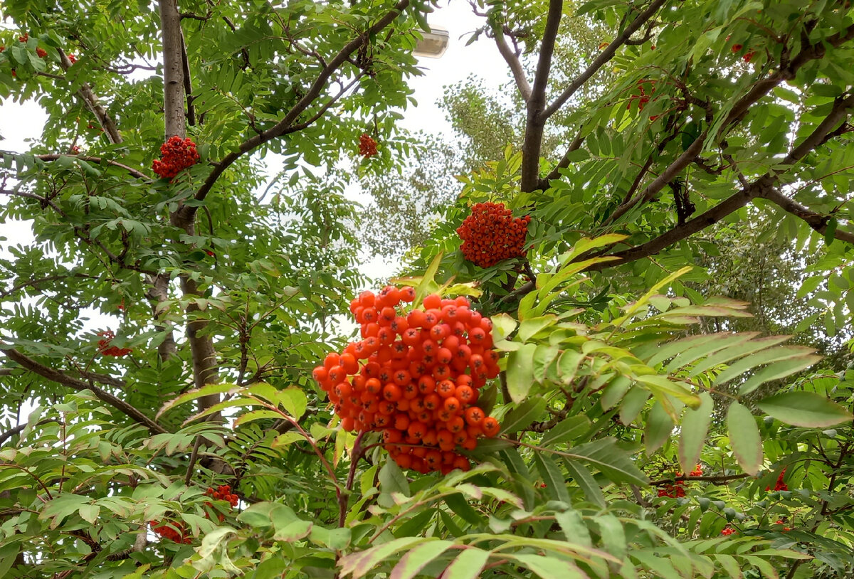 9 сентября настоящий праздник рябины