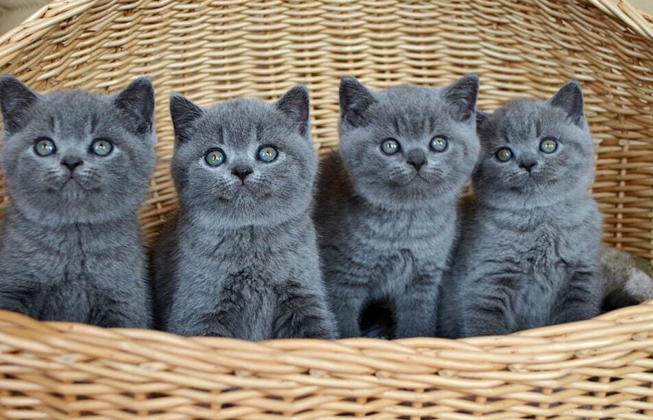 Какую информацию и документы должен предоставить заводчик британских короткошерстных кошек?