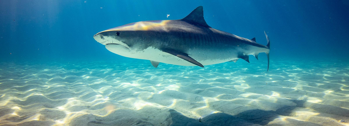 Фото: Gerald Schömbs, unsplash.com