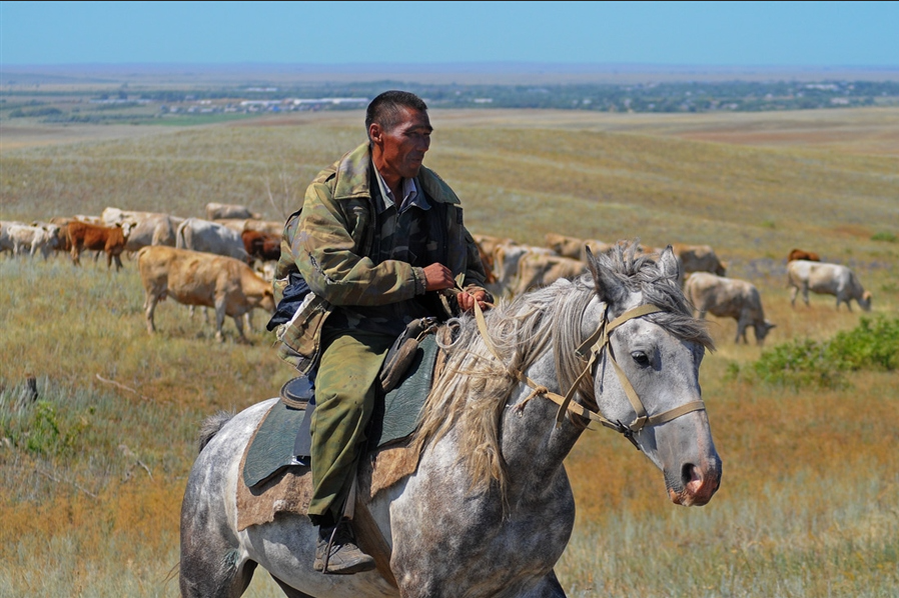 В степи живут люди. Монголец пастух. Хакасы пастух. Чабан на лошади в степи Казахстана. Чабаны Монголии.