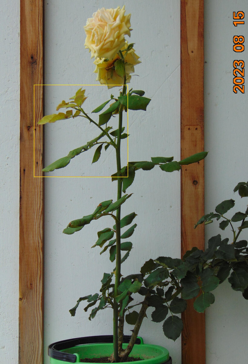 Базальный побег розы Гейша с боковым ростком