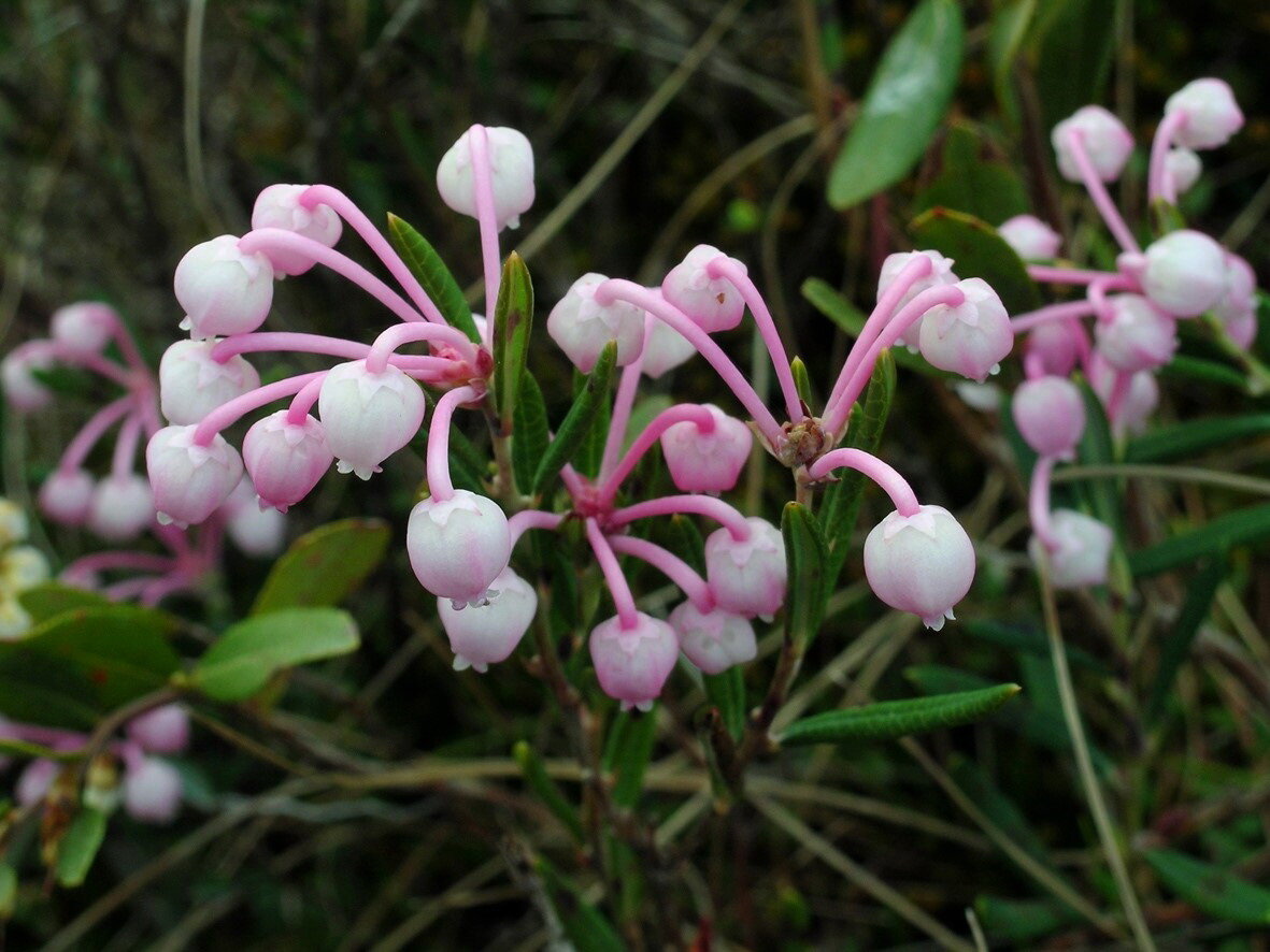 Бледнолистник