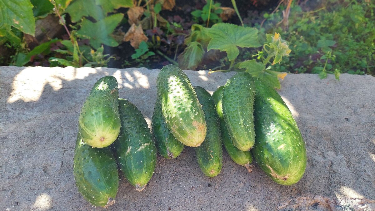 Хотели огурцы выдрать, а они там оказывается ещё растут. Во какие.