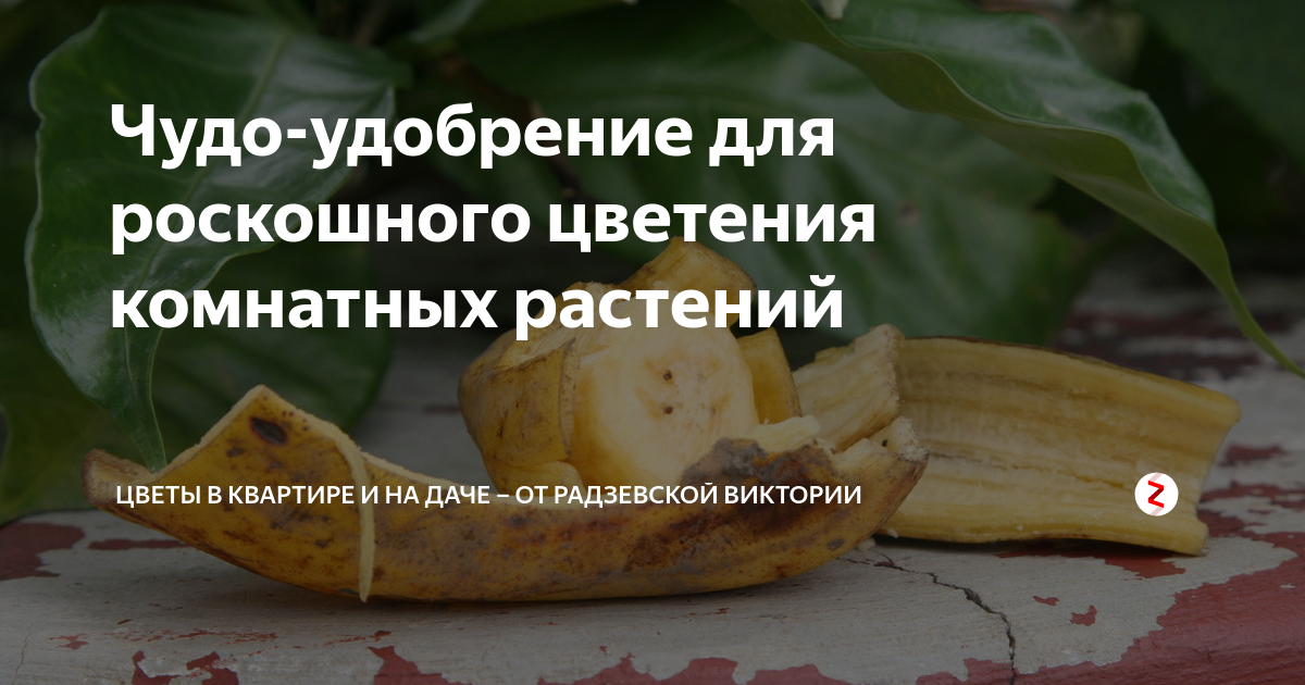Чудо-удобрение для роскошного цветения комнатных растений | Цветы в ...