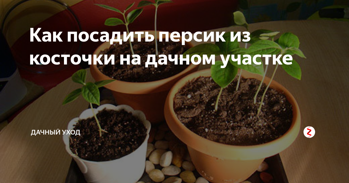 как посадить персик из косточки в домашних условиях