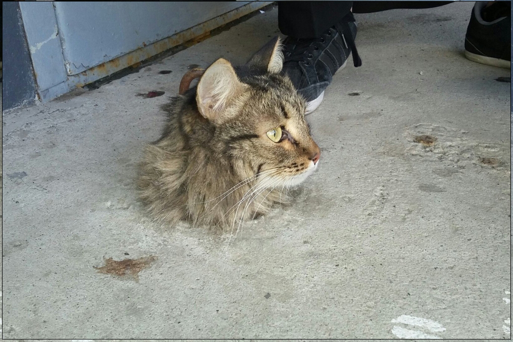 Эта история случилась в Челябинске, где видимо местные кошки настолько суровы, что каким то образом застряют в бетонных плитах.