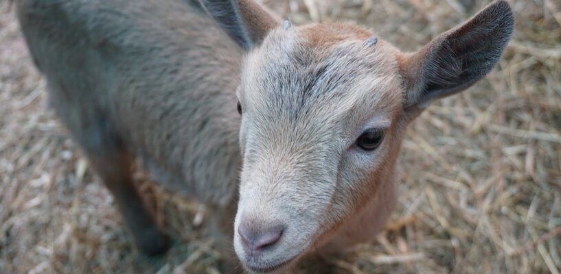 Фото: vk.com/botanic_garden_vologda