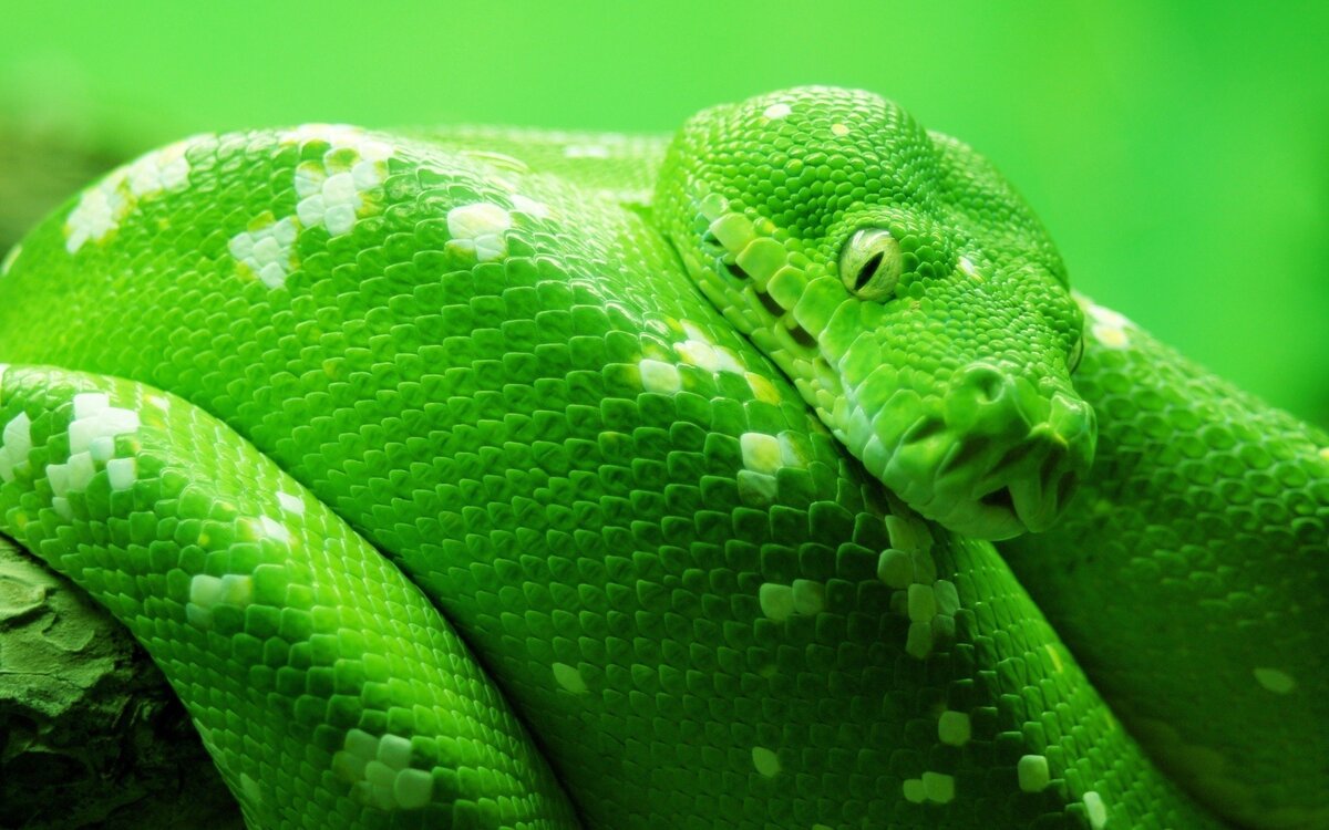 Фото взято из открытого источника в интернете ссылка: http://eskipaper.com/green-snake-reptile.html#gal_post_13311_green-snake-reptile-1.jpg