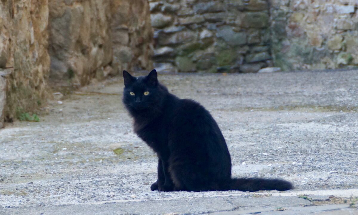 Этот кот проживает в Италии легально. Фото: ScandiNews