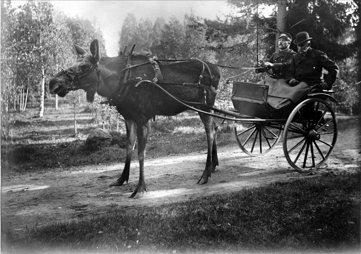 Канада. 1908 год
