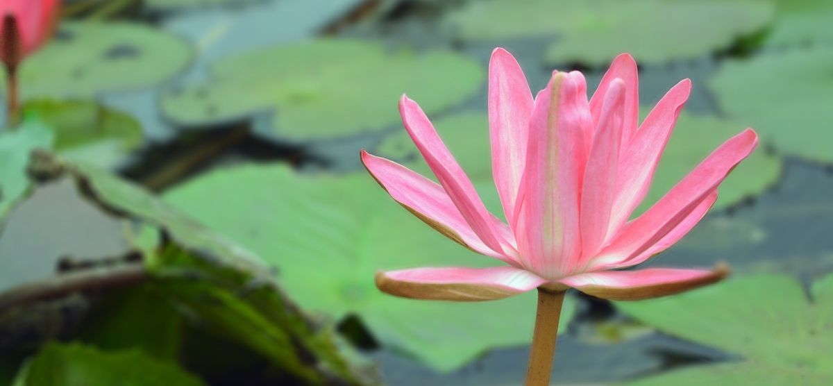 Источник фото: pixabay.com