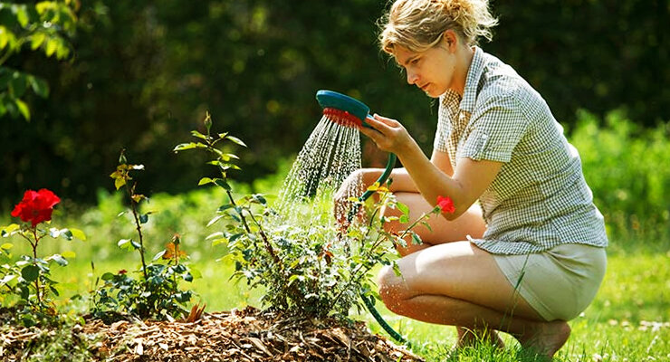 Полив растений