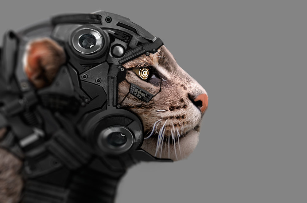 cat (с) Carlos Alberto Martínez