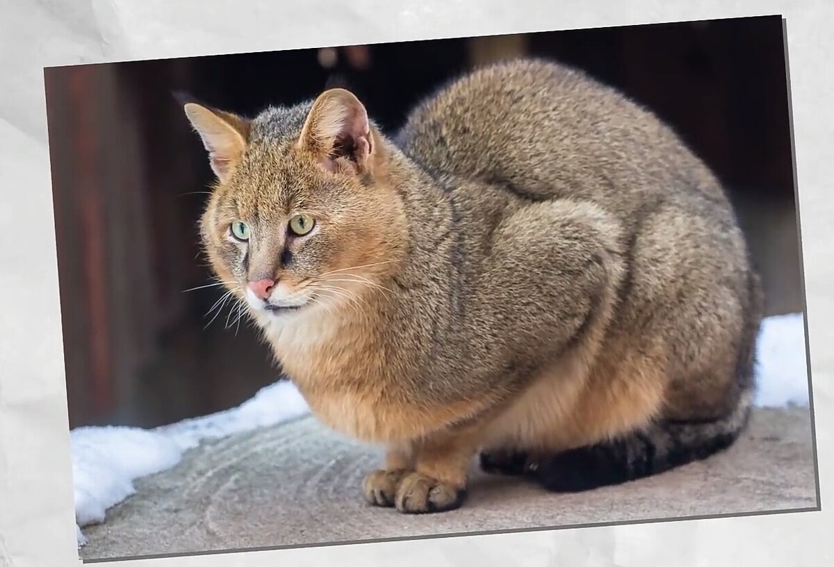 Породы больших кошек фото