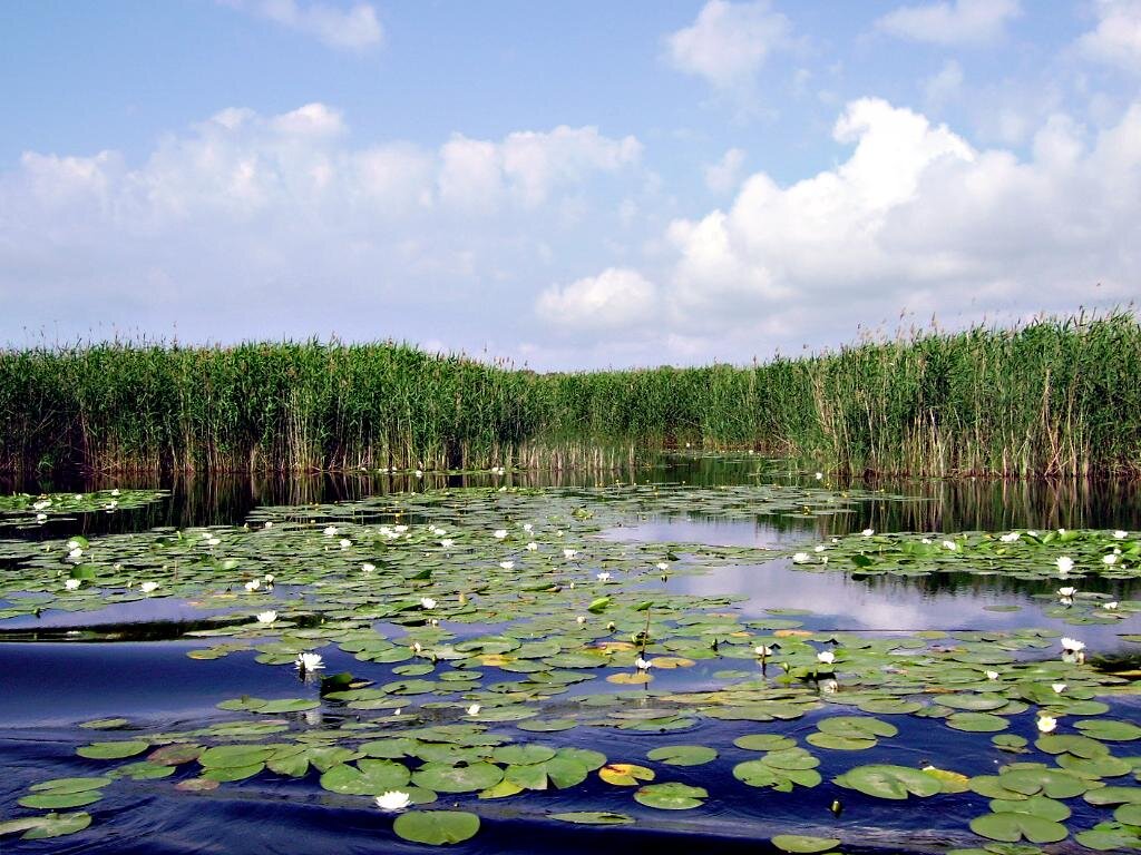 Розовое болото. Озеро Селигер кувшинки. Орловское Полесье озеро с кувшинками. Лесные кувшинки. Лесное озеро кувшинки камыш.