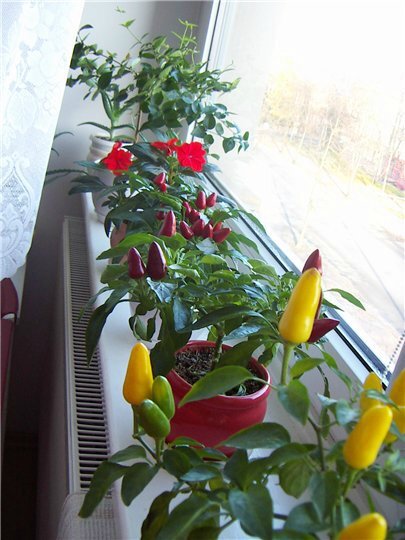 Перец балконно комнатный. Перец сладкий бэйби ред f1. Декоративный острый перец алладин. Перец кустарниковый егоза желтая. Перец балконно комнатный.