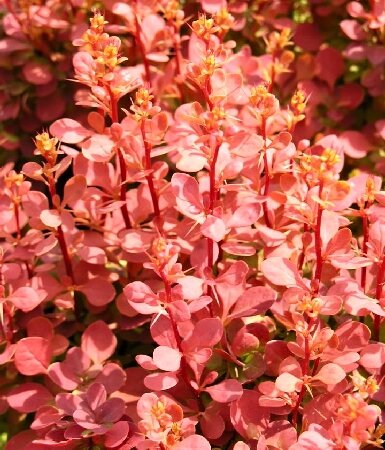 Ссылка на изображение