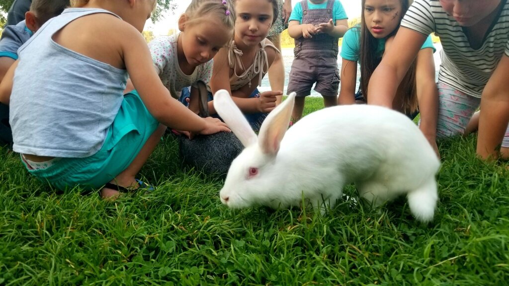 Кролики живут на улице