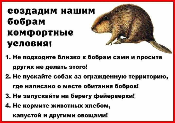 Сообщение про бобра. Бобр работа вакансии. Загадки про бобров. Бобр работа вакансии. Факты о бобре.