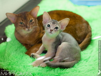 Каждый котенок старше 3 месячного возраста должен быть привит от бешенства и чипирован.