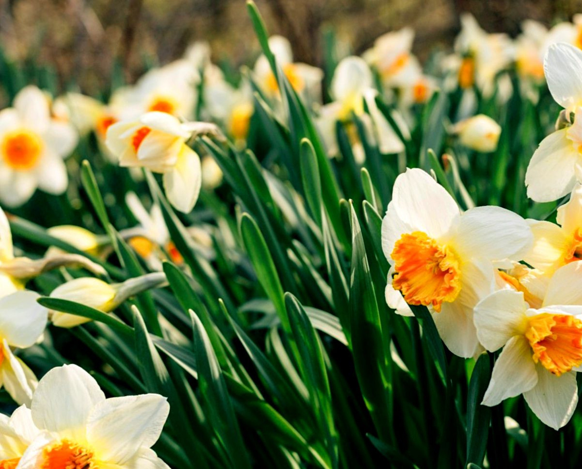 Нарциссы