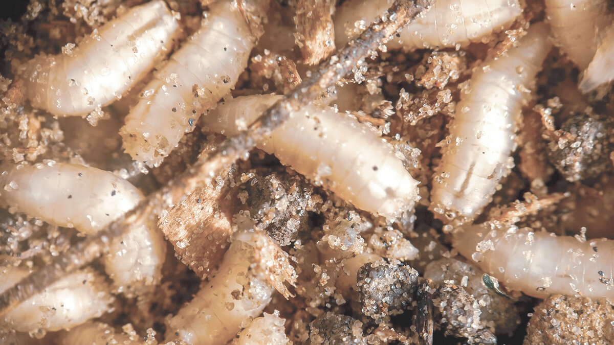 Опарыш для рыбалки