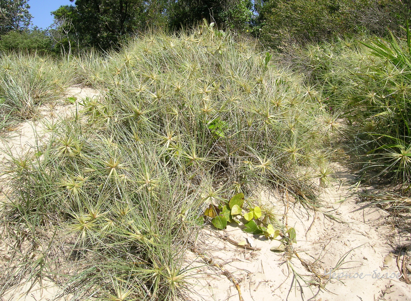 Spinifex - это австралийский тип травы, используемый исследователями.