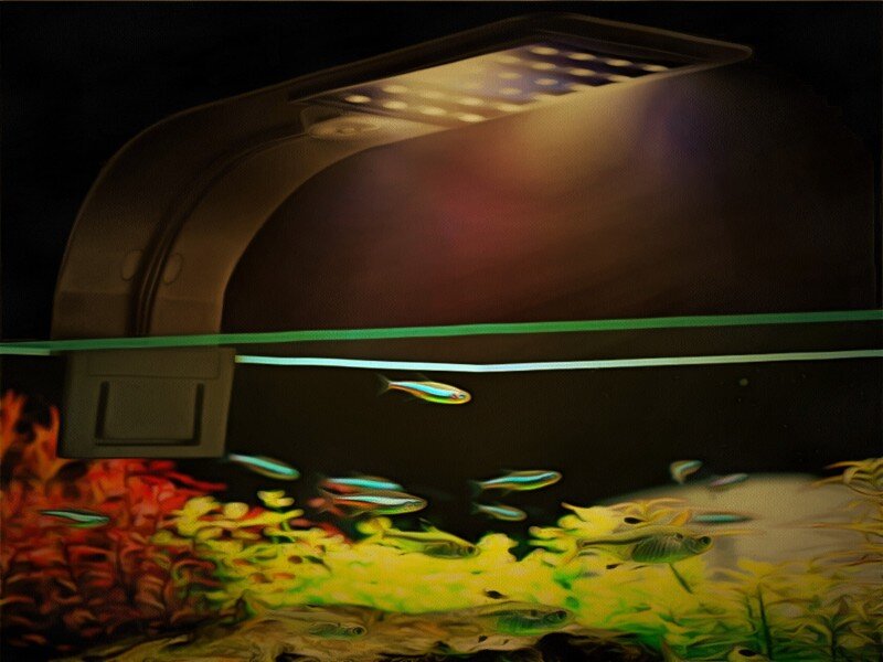Освещение аквариума  используют не только для декоративных целей.